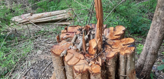 Phát hiện nhiều cây gỗ lớn bị triệt hạ ở khu vực biên giới - Ảnh 3.