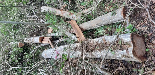 Phát hiện nhiều cây gỗ lớn bị triệt hạ ở khu vực biên giới - Ảnh 5.