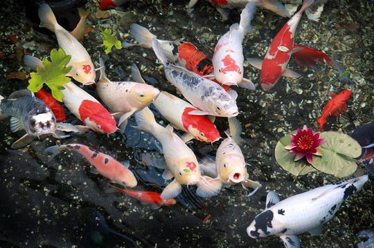 Đà Nẵng: Hai thanh niên trộm đàn cá Koi gần trăm triệu đồng, nấu làm mồi nhậu - Ảnh 1.