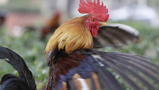 74.000 người Pháp ký đơn đòi công lý cho một con gà trống - Ảnh 1.