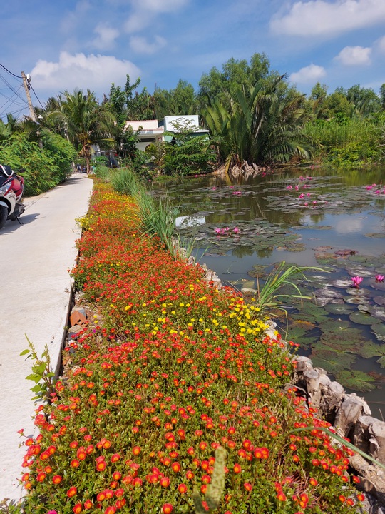 Đường hoa mười giờ đẹp như tranh vẽ lan tỏa chóng mặt - Ảnh 4.