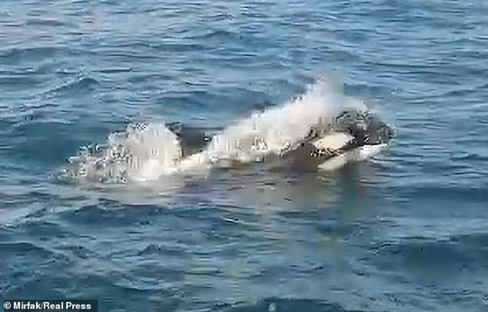 Cá voi sát thủ bao vây, tấn công dữ dội tàu thuyền ở Tây Ban Nha - Ảnh 2.
