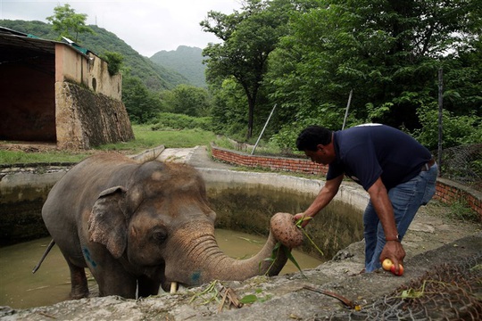 Con voi cô đơn nhất thế giới” được giải cứu - Ảnh 2.