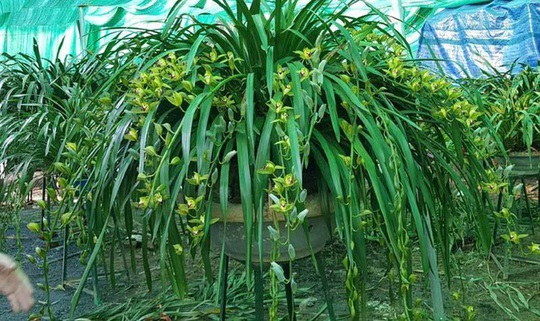 Hiếm có mùa Tết: Lan Trần Mộng siêu rẻ, 20.000 đồng/cành hoa dài cả mét - Ảnh 1.