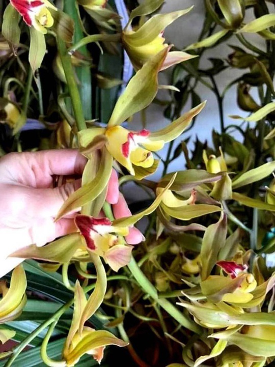 Hiếm có mùa Tết: Lan Trần Mộng siêu rẻ, 20.000 đồng/cành hoa dài cả mét - Ảnh 3.