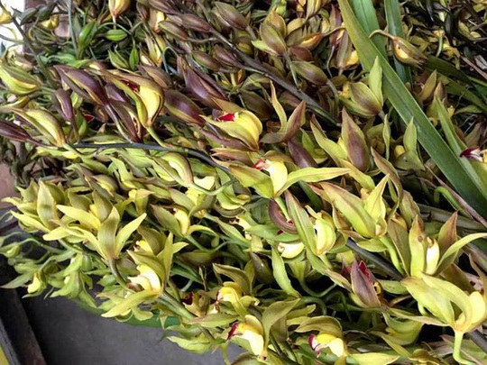 Hiếm có mùa Tết: Lan Trần Mộng siêu rẻ, 20.000 đồng/cành hoa dài cả mét - Ảnh 4.
