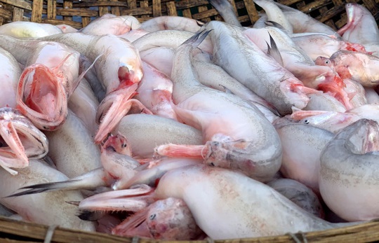 Loài cá làm thức ăn cho heo thành đặc sản ngày lạnh, ngư dân trúng đậm đầu năm - Ảnh 6.