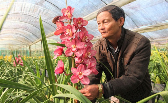 Hoa Trung Quốc gắn mác hoa Tết Đà Lạt - Ảnh 1.