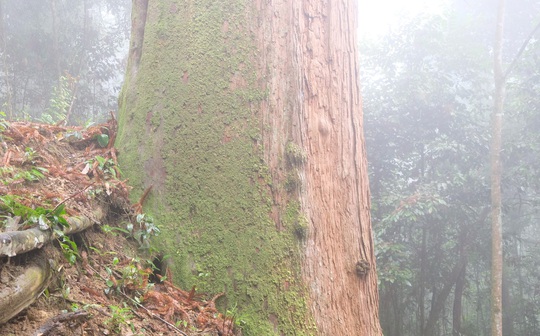 Ngắm rừng sa mu, pơ mu hơn 1.000 năm tuổi giữa đại ngàn - Ảnh 15.