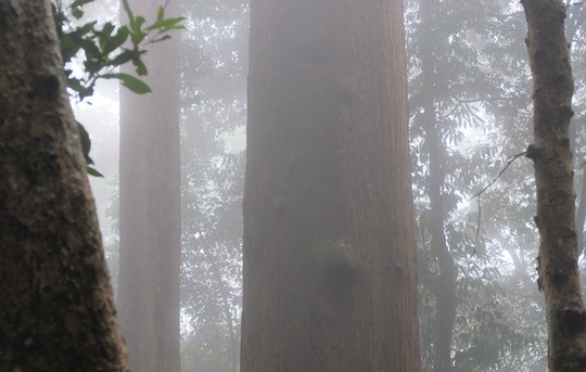 Ngắm rừng sa mu, pơ mu hơn 1.000 năm tuổi giữa đại ngàn - Ảnh 21.