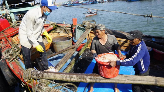 Ngư dân Bình Định trúng đậm ruốc biển - Ảnh 2.