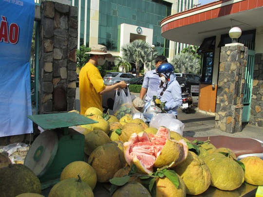 Người dân TP HCM giải cứu bưởi đào đặc sản giá 15.000 đồng/kg - Ảnh 1.