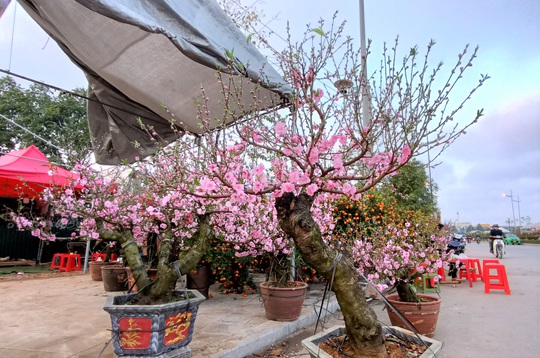 Gian hàng bán hoa đào độc lạ ở TP Thanh Hóa - Ảnh 9.