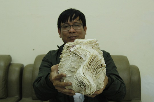 Độc lạ bộ sưu tập vỏ ốc ở Đà Nẵng - Ảnh 2.