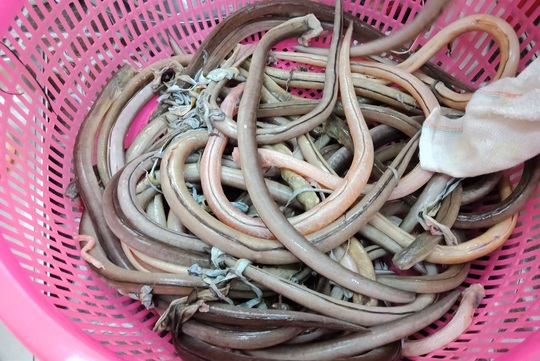 Gỏi nhệch - món ngon trứ danh ở xứ Thanh - Ảnh 3. Gỏi nhệch - món ngon trứ danh ở xứ Thanh - Ảnh 3.