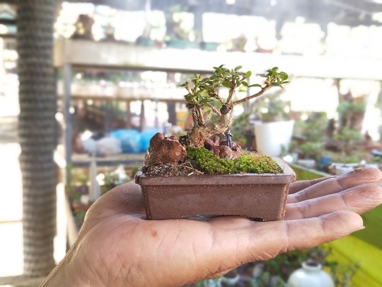 Chiêm ngưỡng bộ sưu tập kỷ lục thế giới 5.600 cây bonsai và tiểu cảnh mini - Ảnh 1.