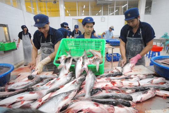 Campuchia huỷ lệnh cấm nhập khẩu cá tra Việt Nam sau khi Bộ Công Thương vào cuộc - Ảnh 1.