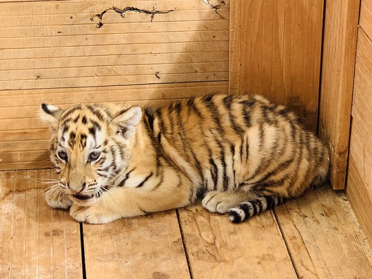 Đến FLC Zoo Safari Park Quy Nhon ngắm chú hổ sơ sinh Bengal cực đáng yêu - Ảnh 1.