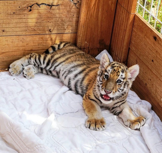 Đến FLC Zoo Safari Park Quy Nhon ngắm chú hổ sơ sinh Bengal cực đáng yêu - Ảnh 2.