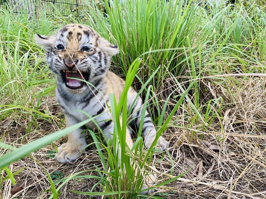 Đến FLC Zoo Safari Park Quy Nhon ngắm chú hổ sơ sinh Bengal cực đáng yêu - Ảnh 7.