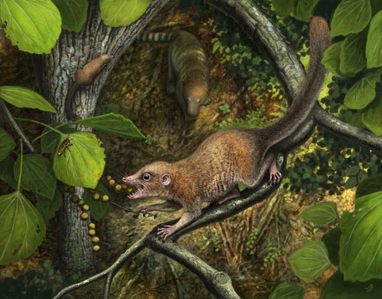 Phát hiện tổ tiên 65,9 triệu tuổi của chúng ta, giống… chuột - Ảnh 2.