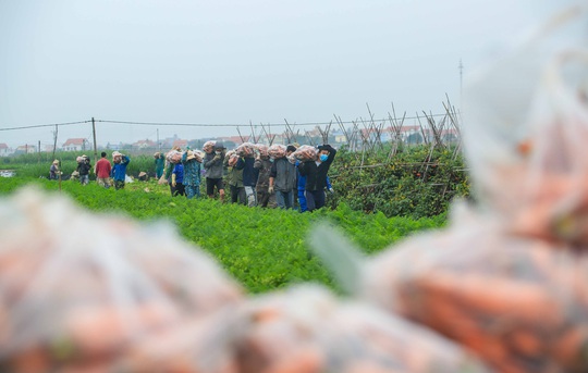 CLIP: Người dân Hải Dương nhộn nhịp thu hoạch cà rốt - Ảnh 7.