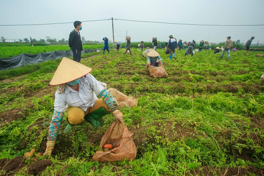 CLIP: Người dân Hải Dương nhộn nhịp thu hoạch cà rốt - Ảnh 4.