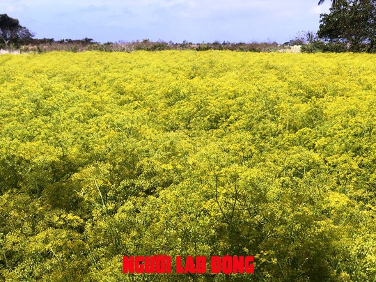 CLIP: Ngỡ ngàng những cánh đồng hoa thì là tuyệt đẹp ở Bạc Liêu - Ảnh 4.