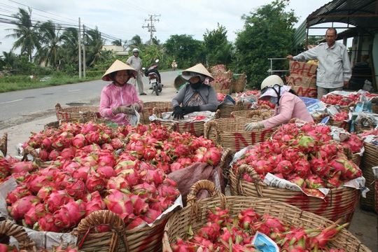 Giải bài toán logistics cho nông sản ĐBSCL - Ảnh 1.