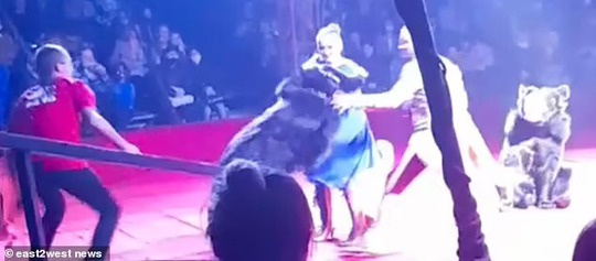 Nghệ sĩ xiếc mang thai bị gấu tấn công trên sân khấu - Ảnh 3.