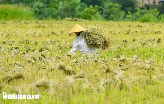 Vẻ đẹp mê mẩn mùa vàng ở Pù Luông - Sa Pa của xứ Thanh - Ảnh 14.