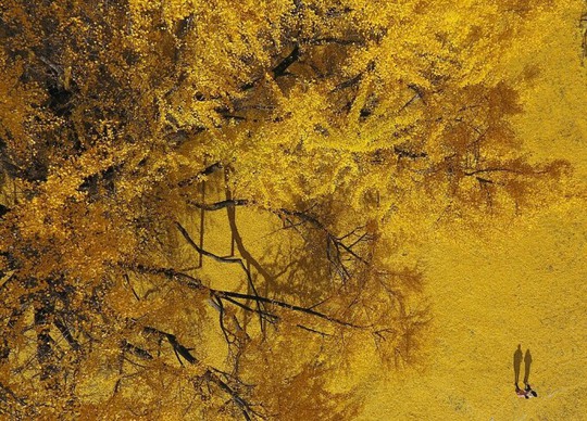 Cây bạch quả 800 tuổi rụng lá vàng rực - Ảnh 2.