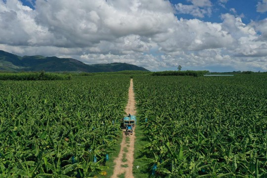 Union Trading hỗ trợ vốn, kỹ thuật cho nông dân miền Trung trồng chuối xuất khẩu - Ảnh 2.