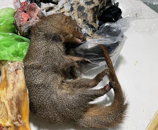 Đà Nẵng: Triệt phá kho động vật hoang dã chuẩn bị xuất cho nhà hàng bán Tết - Ảnh 7.