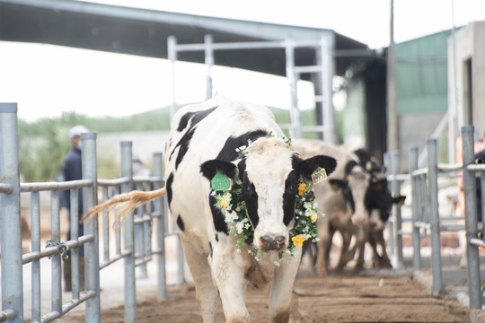 Nutifood đăng kí sáng chế thức ăn chăn nuôi bò sữa bổ sung thảo mộc - Ảnh 1.