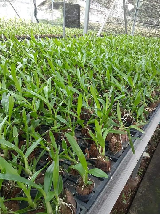 Mô hình trồng lan Mokara  tạo hướng đi mới cho nông nghiệp nông thôn