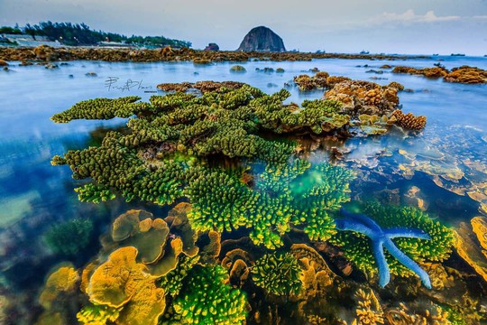 Đề nghị gia hạn thời gian thực hiện dự án bảo tồn san hô Hòn Yến - Ảnh 1.