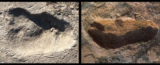 Phát hiện loài mới 3,7 triệu tuổi: người mang bước chân gấu - Ảnh 1.