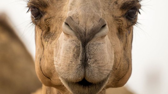 Hơn 40 con lạc đà bị cấm thi hoa hậu vì... giải phẫu thẩm mỹ - Ảnh 1.
