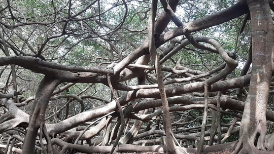 CLIP: Ngất ngây trước vẻ đẹp yên bình của rừng gừa ở miền Tây - Ảnh 4.