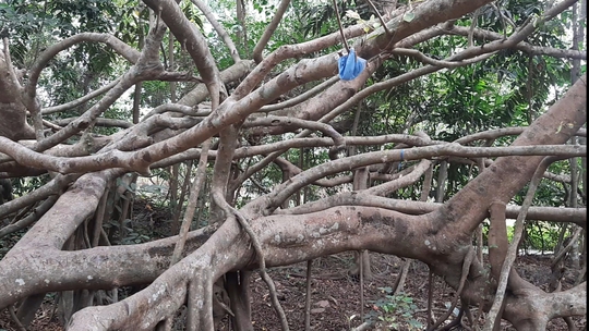 CLIP: Ngất ngây trước vẻ đẹp yên bình của rừng gừa ở miền Tây - Ảnh 5.