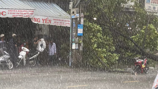 Video: Cảnh thót tim cây xanh ngã trong cơn mưa chiều ở TP HCM - Ảnh 4.