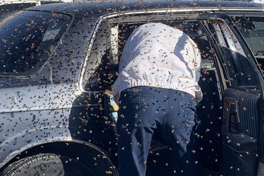 Chỉ 10 phút vào siêu thị, đàn ong mật 15.000 con chiếm xe hơi - Ảnh 2.