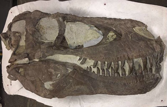 Phát hiện mộ tập thể của khủng long - sói khủng khiếp nhất mọi thời đại - Ảnh 1.