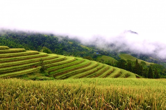 Ngắm Hoàng Su Phì đẹp tựa tiên cảnh khi bước vào mùa vàng - Ảnh 16.