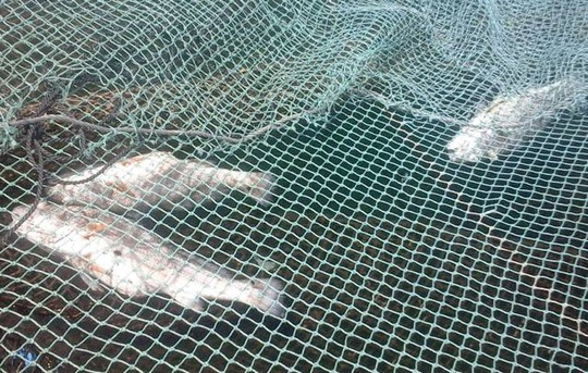 Gần 30 tấn cá chết bất thường dọc bờ biển Thanh Hóa - Ảnh 2.