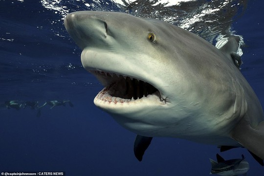 Mỹ: Cá quái vật hiếm có bất ngờ trôi dạt vào bờ - Ảnh 4.