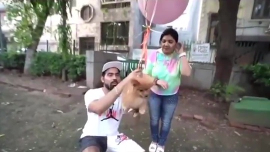 YouTuber nổi tiếng bị bắt sau khi buộc chó cưng vào bóng bay - Ảnh 1.