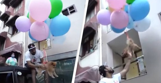 YouTuber nổi tiếng bị bắt sau khi buộc chó cưng vào bóng bay - Ảnh 3.