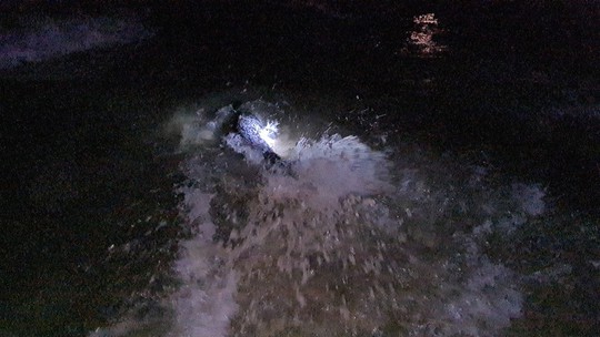 Hải cẩu quý hiếm bất ngờ xuất hiện ở biển Quảng Nam - Ảnh 7.